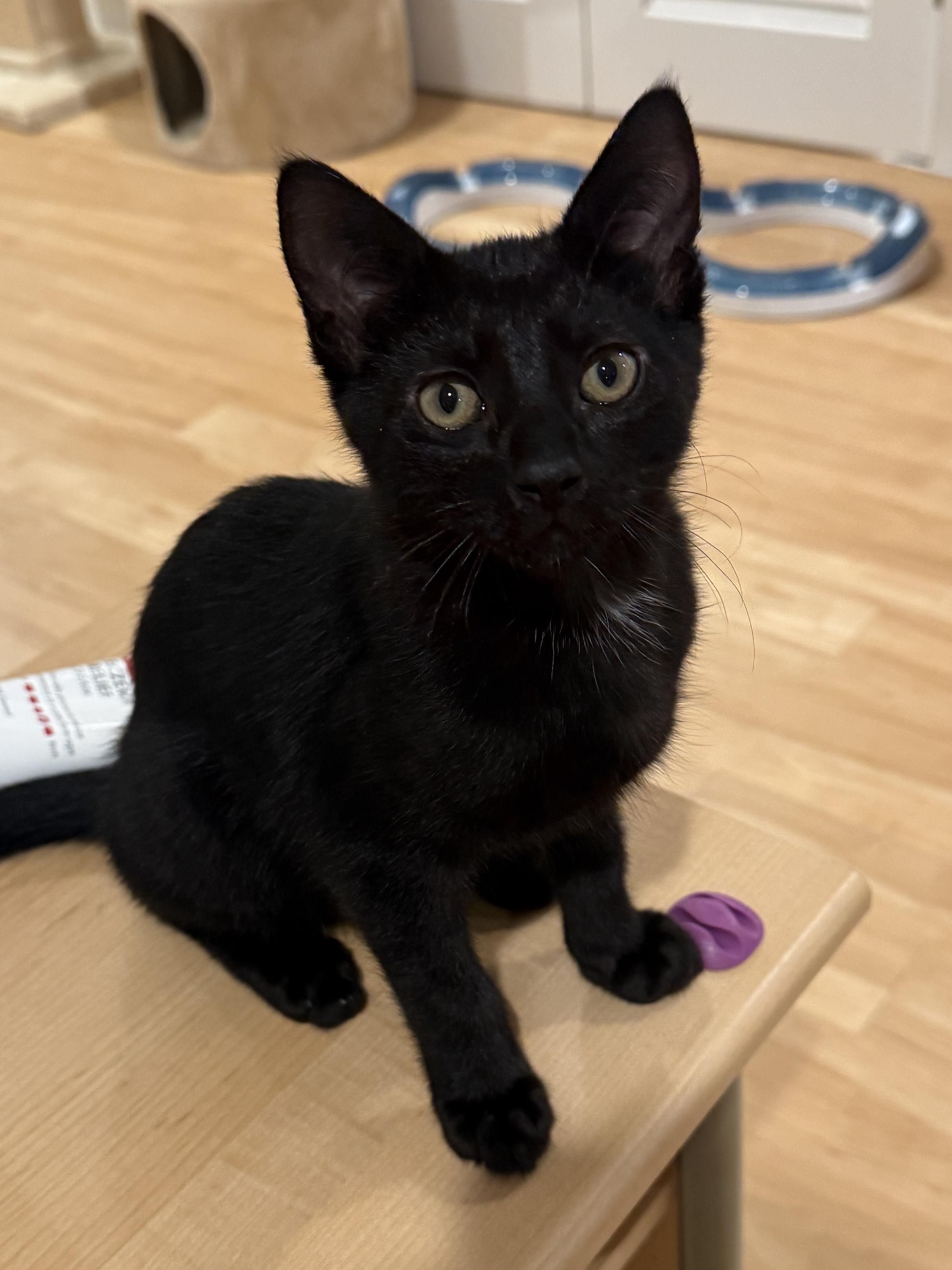 Sonny, a ADOPTABLE Domestic Short Hair in New York, NY image 4/6