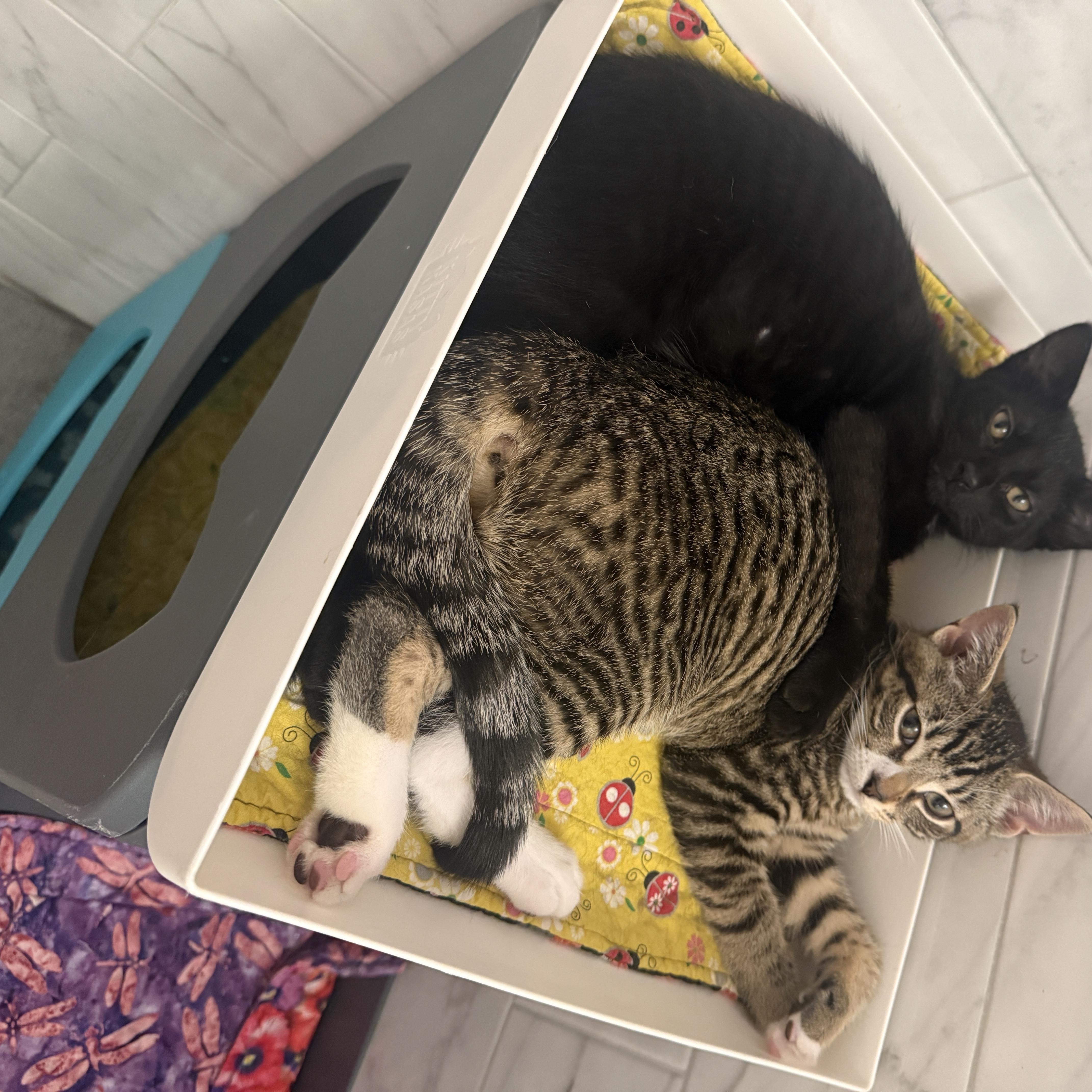 Sonny, a ADOPTABLE Domestic Short Hair in New York, NY image 2/6