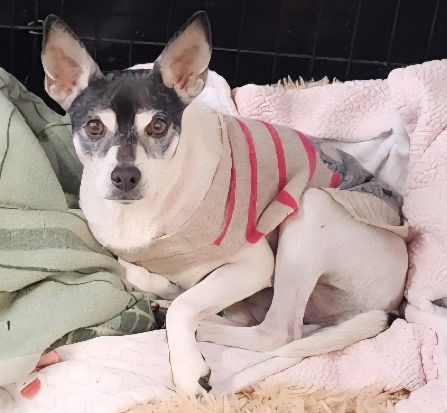 Enlarge Proscuitto (Cuitto), a Adoptable Rat Terrier in Momence, IL image 1/1