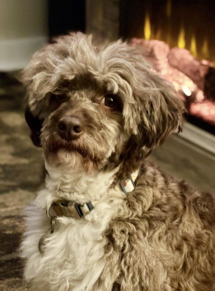 Cocoa Butter, Adoptable, Adult Male Poodle & Australian Shepherd.