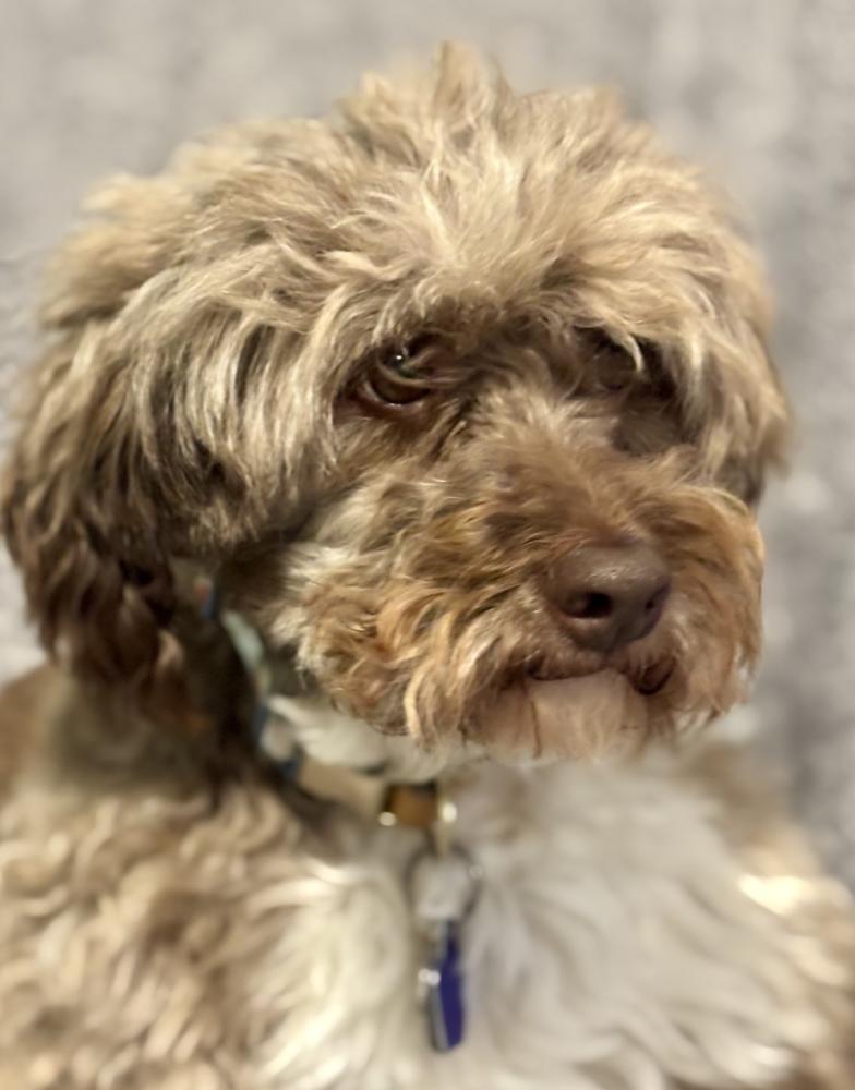 Enlarge Cocoa Butter, a Adoptable mixed breed in Wolcott, CT image 2/4