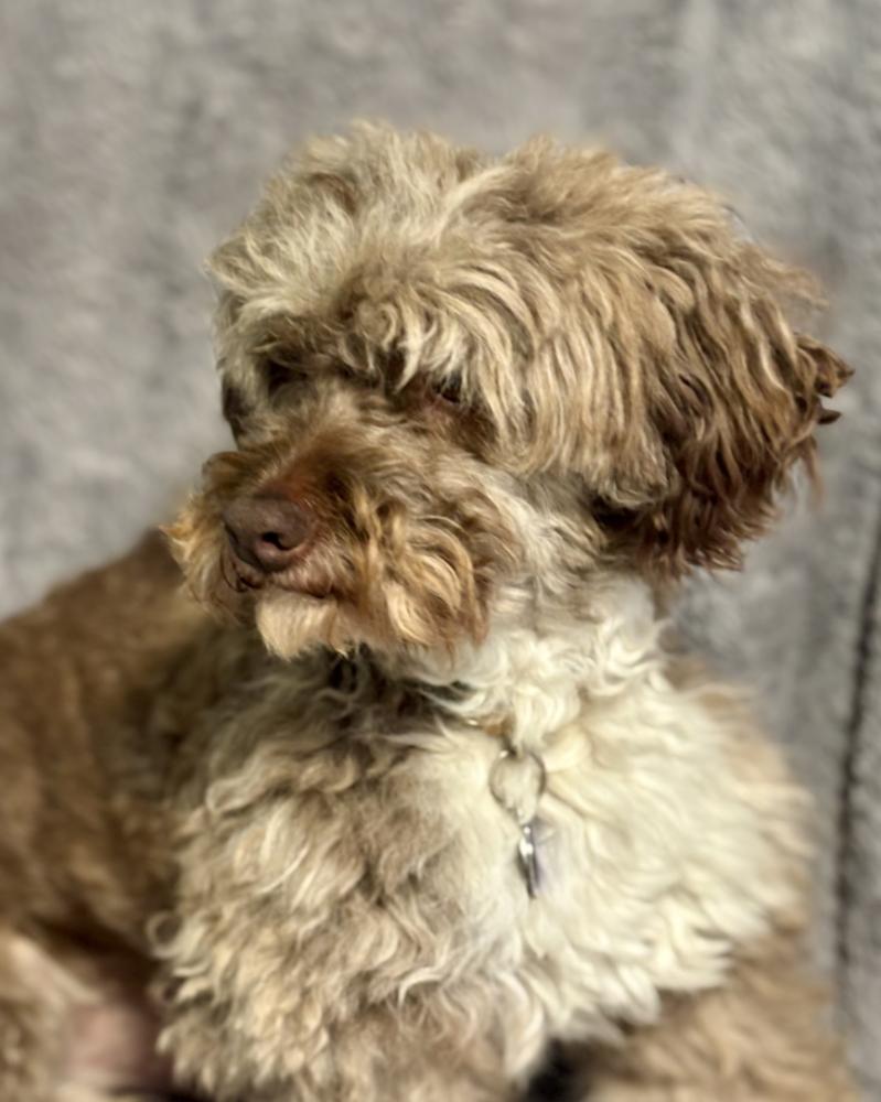 Enlarge Cocoa Butter, a Adoptable mixed breed in Wolcott, CT image 3/4