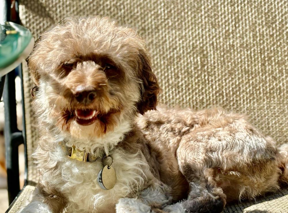 Enlarge Cocoa Butter, a Adoptable mixed breed in Wolcott, CT image 4/4