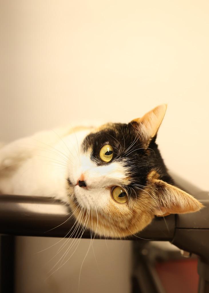 Karissa, an adopted Calico in Mira Loma, CA image 1/2