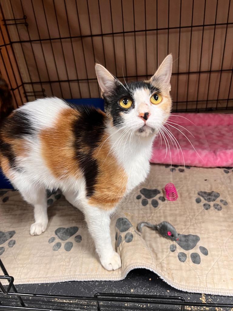 Karissa, an adopted Calico in Mira Loma, CA image 2/2