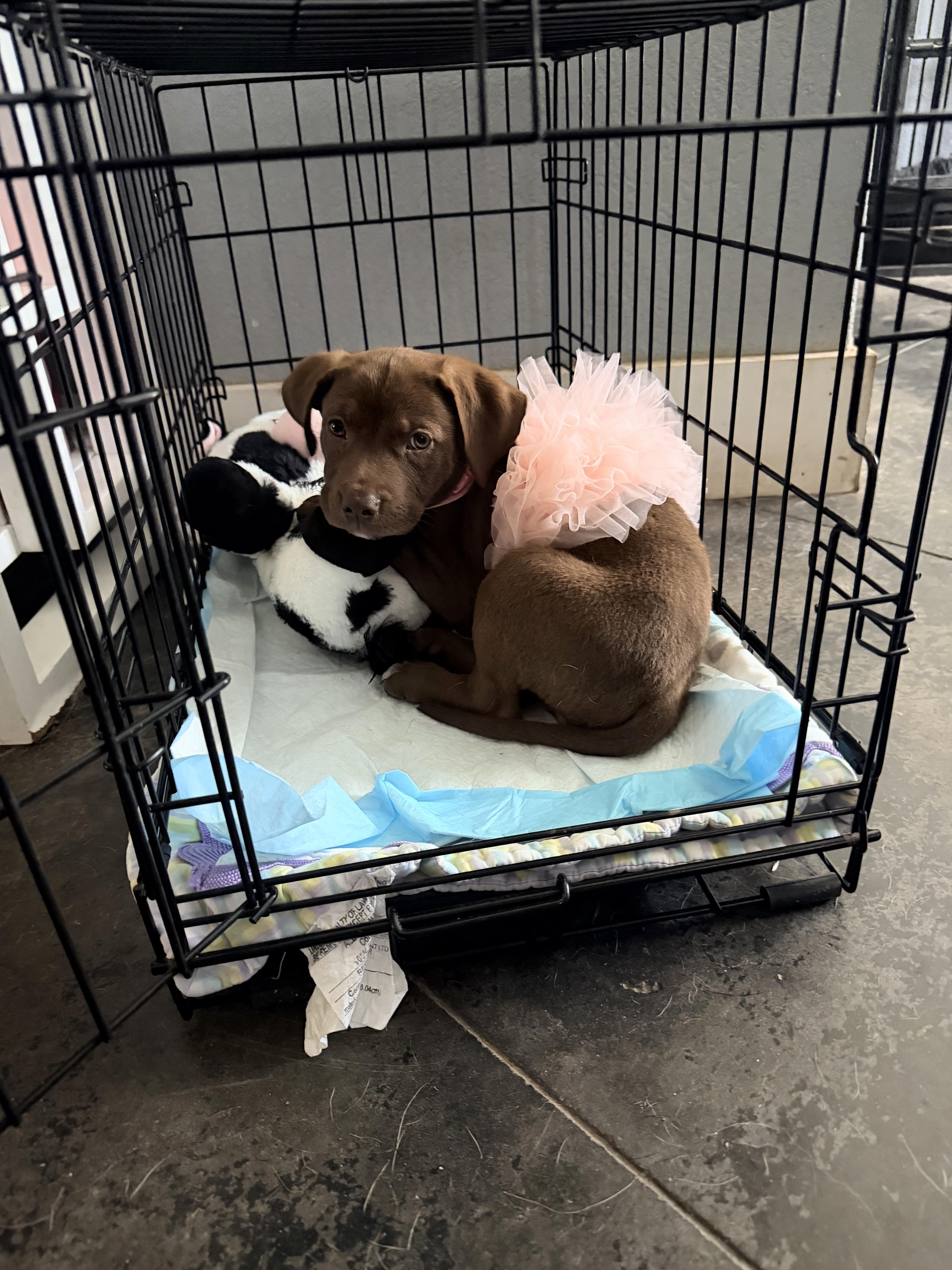 Cookie, an adopted mixed breed in Brattleboro, VT image 5/6