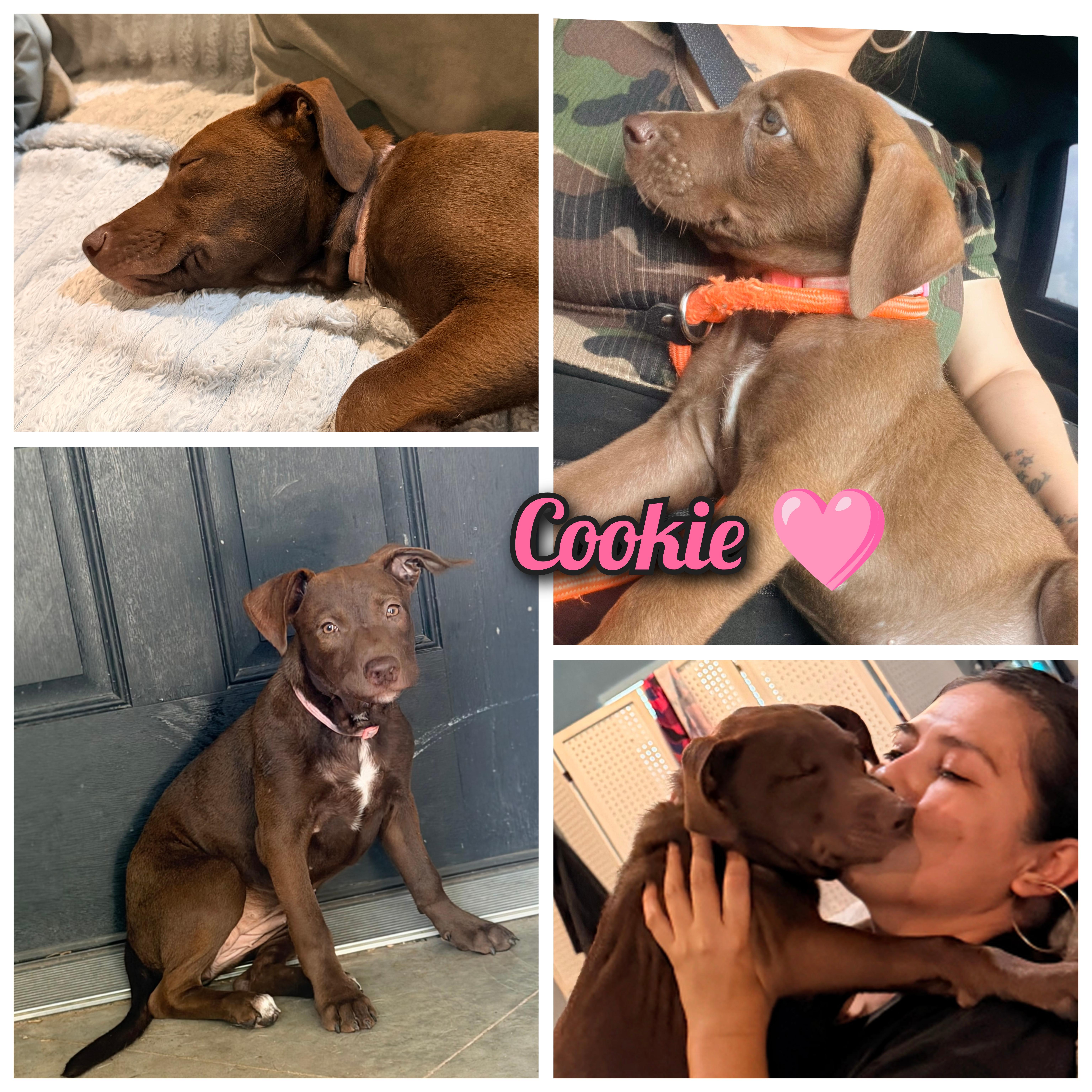 Cookie, adopted, Puppy Female Chocolate Labrador Retriever.