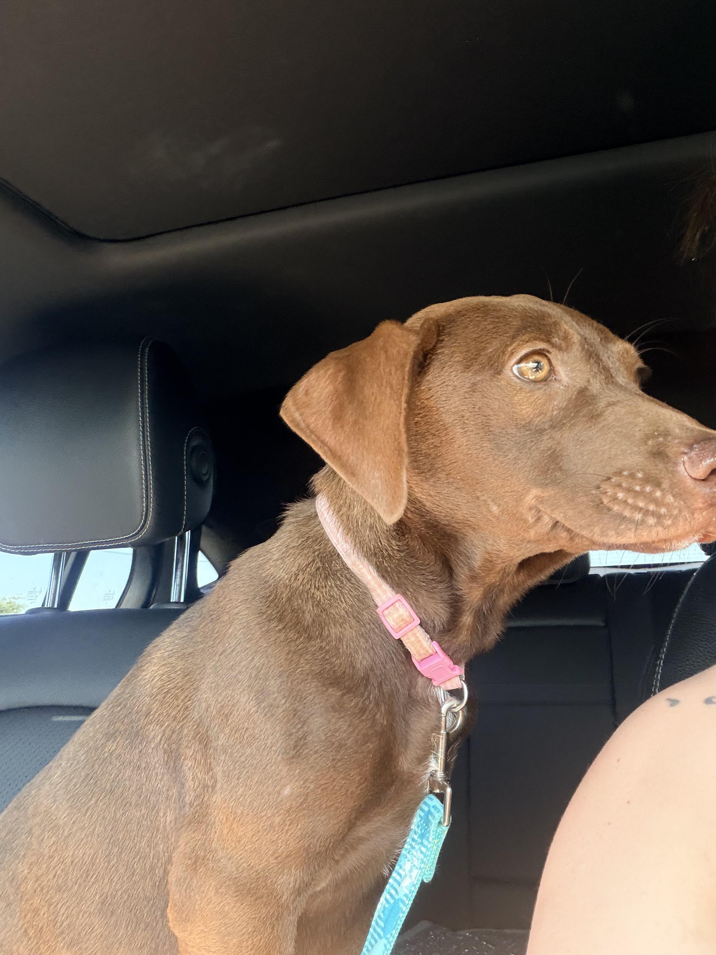 Cookie, an adopted mixed breed in Brattleboro, VT image 6/6