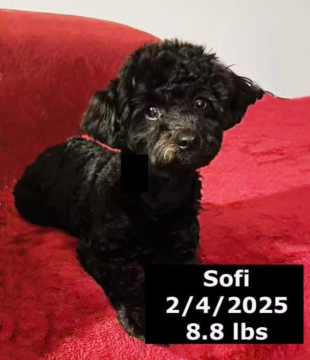 Sofi