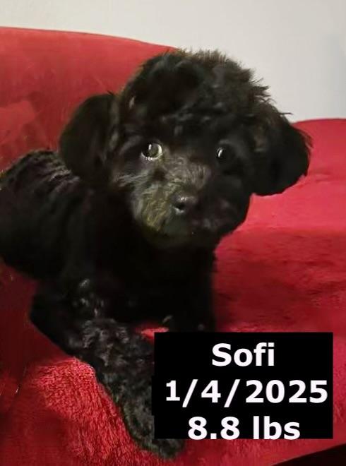 Sofi