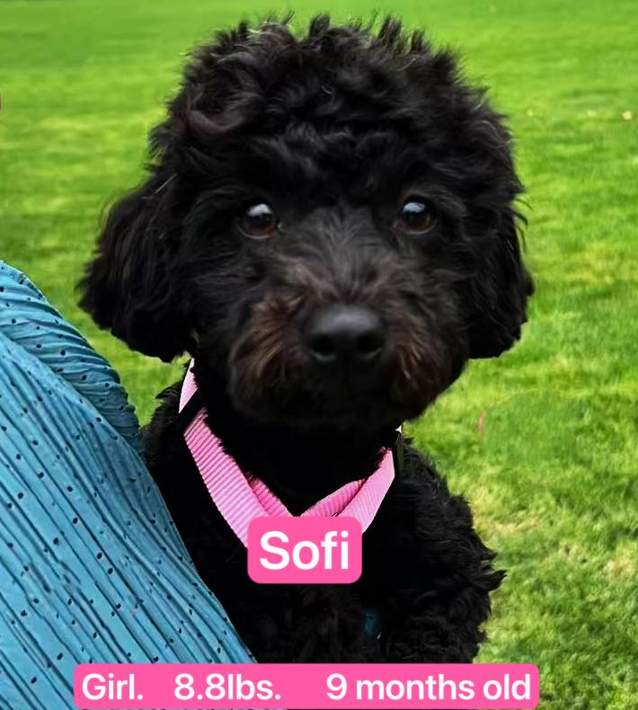 Sofi