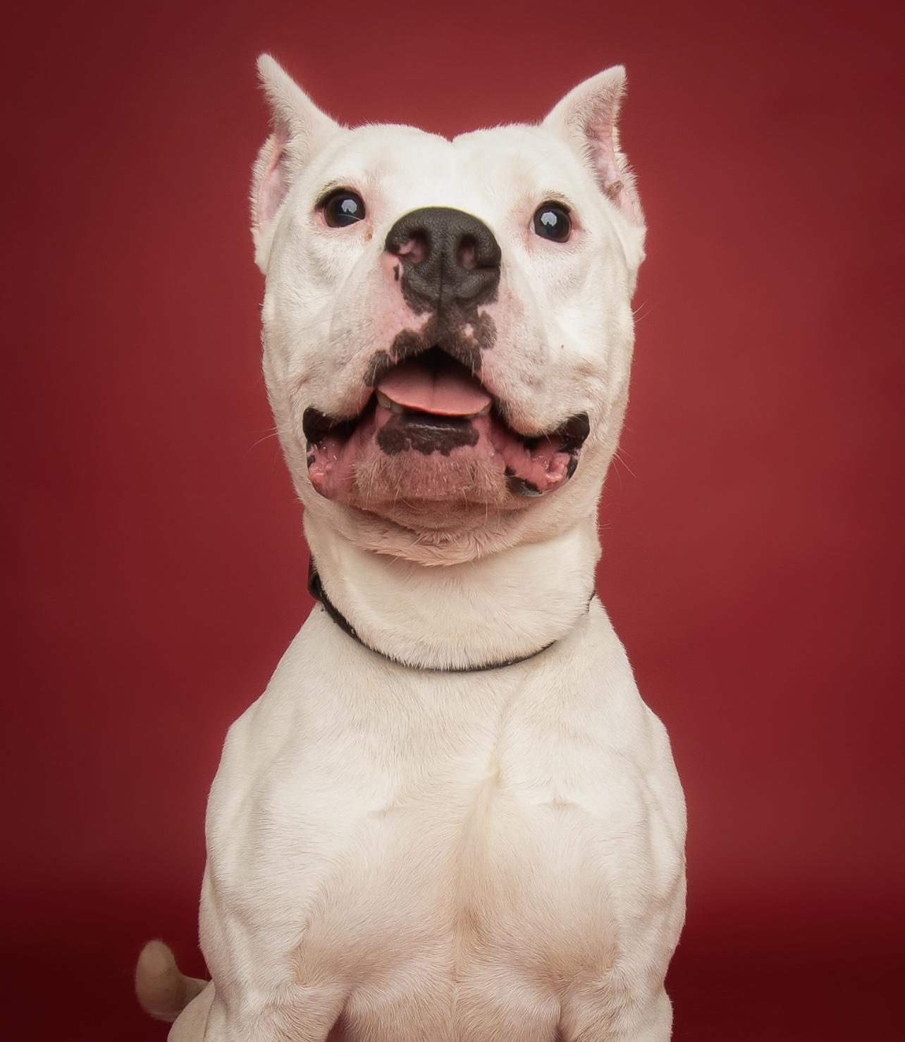 Ranger, an adoptable American Staffordshire Terrier in Culpeper, VA image 2/5