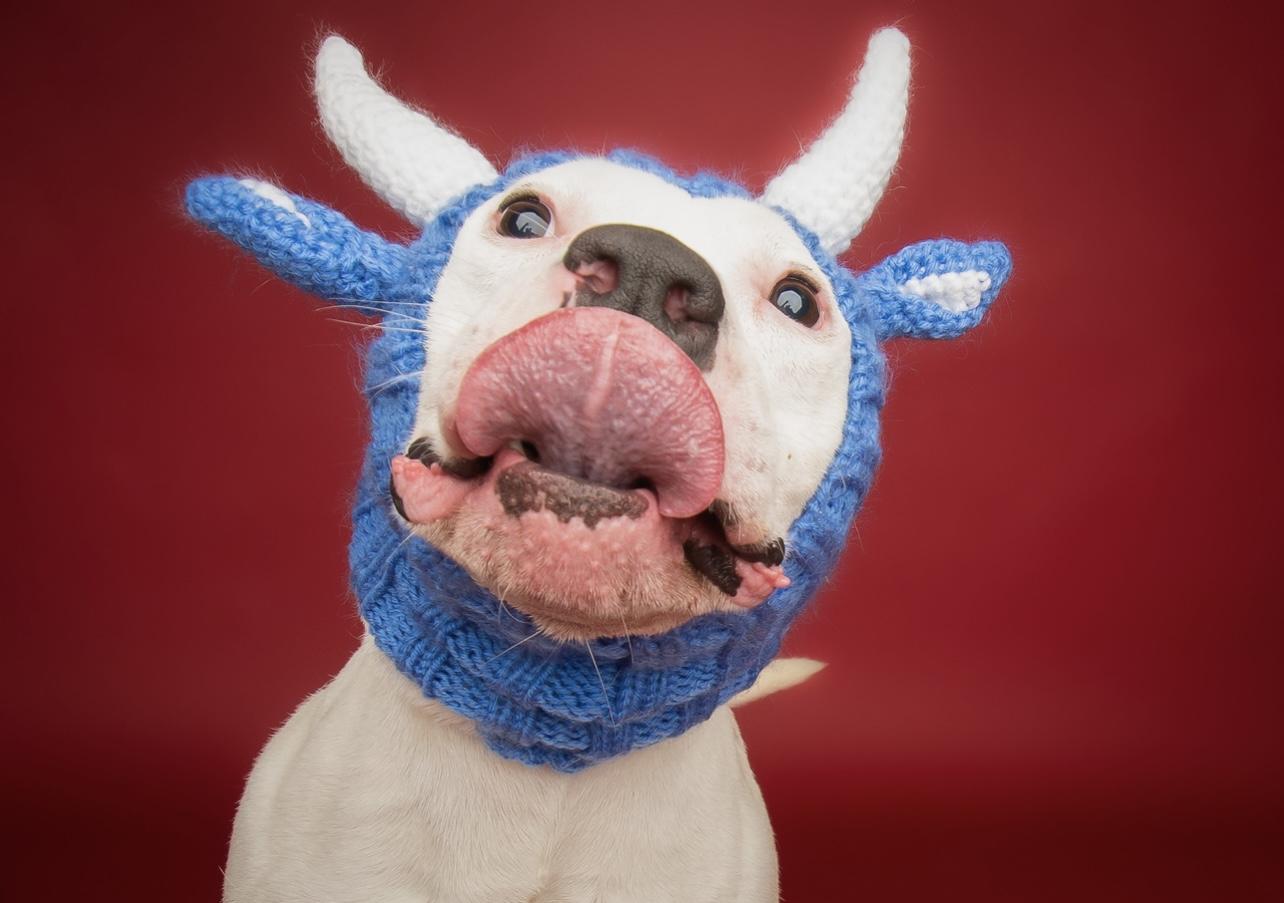 Ranger, an adoptable American Staffordshire Terrier in Culpeper, VA image 3/5