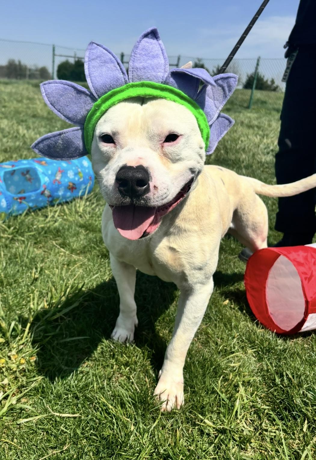 Ranger, an adoptable American Staffordshire Terrier in Culpeper, VA image 4/5