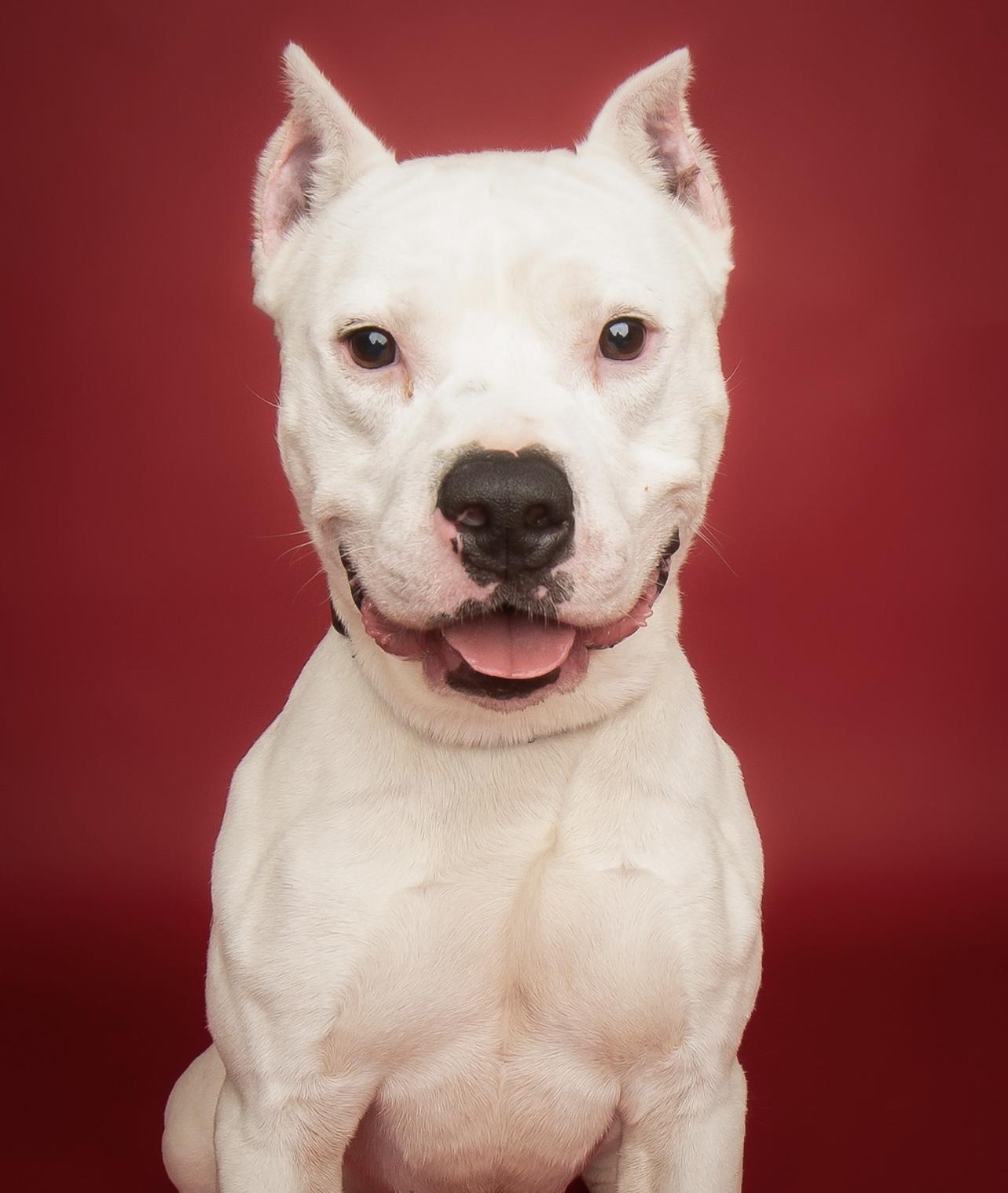 Ranger, an adoptable American Staffordshire Terrier in Culpeper, VA image 1/5