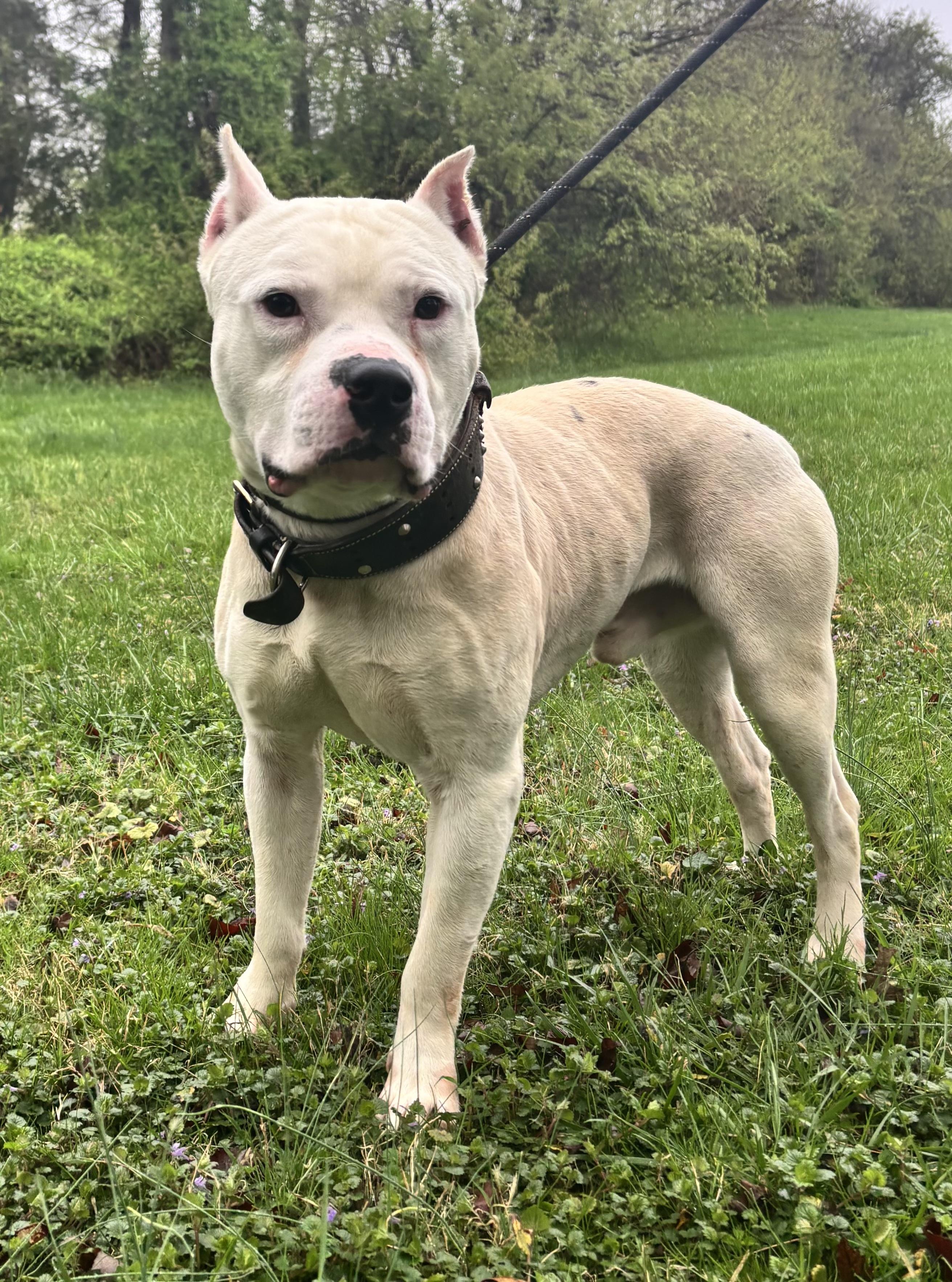 Ranger, an adoptable American Staffordshire Terrier in Culpeper, VA image 5/5
