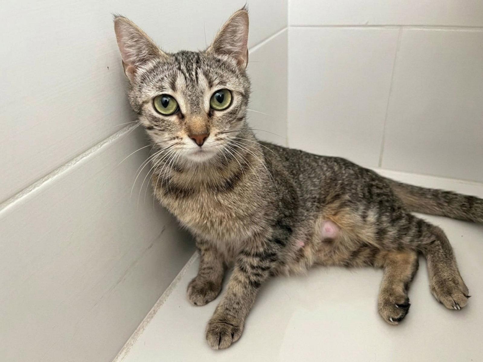 Spaghetti, Adoptable, Young Female Domestic Short Hair.
