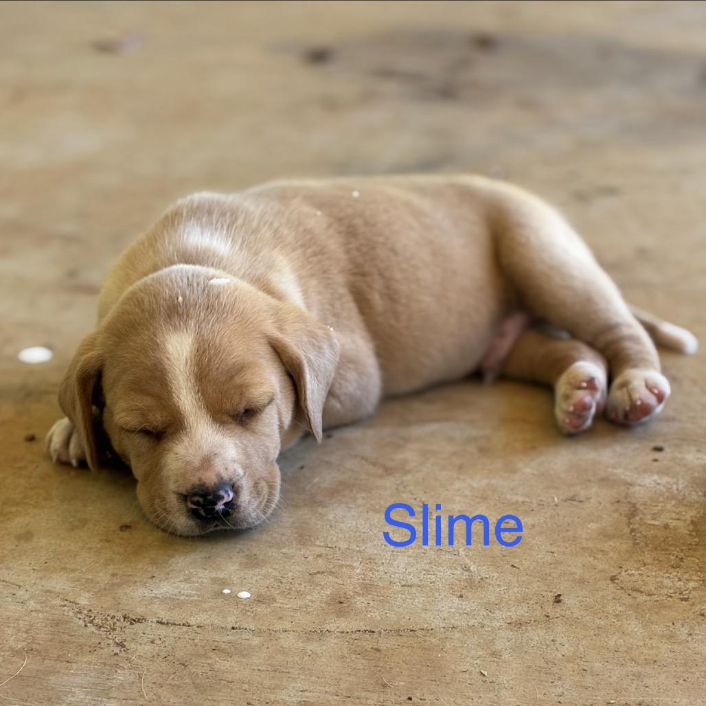 Slime, Adoptable, Puppy Male Retriever.