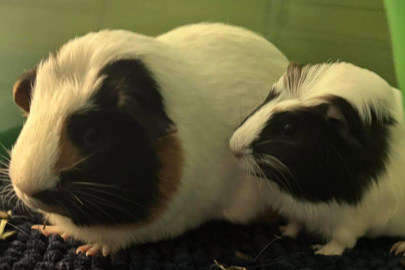 Enlarge Lady and Bella, a Adoptable Guinea Pig in Amherst, NY image 1/1