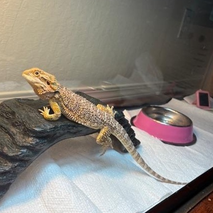 Sunny, a ADOPTABLE Bearded Dragon in Davis, CA image 3/3