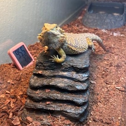 Sunny, a ADOPTABLE Bearded Dragon in Davis, CA image 2/3