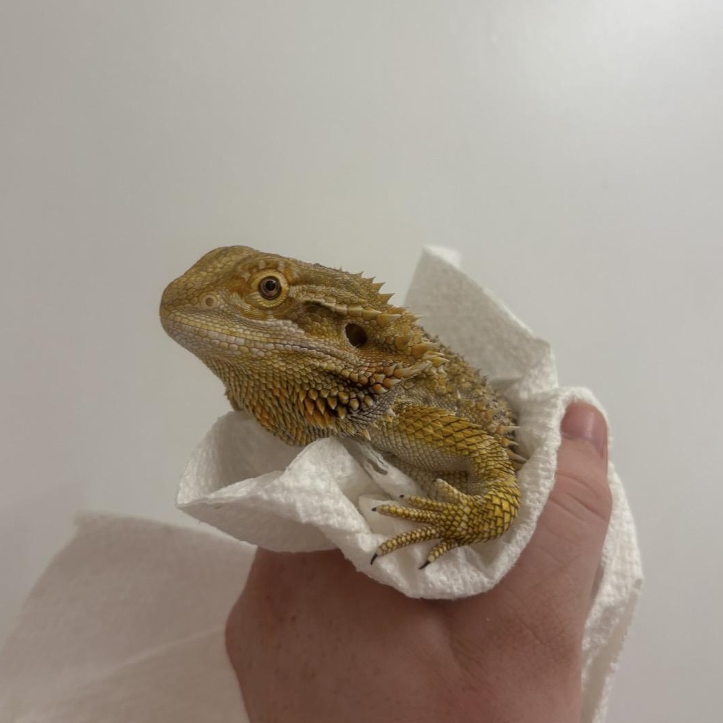 Sunny, a ADOPTABLE Bearded Dragon in Davis, CA image 1/3