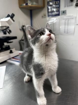 Forrest, ADOPTABLE, Kitten Male Domestic Short Hair.