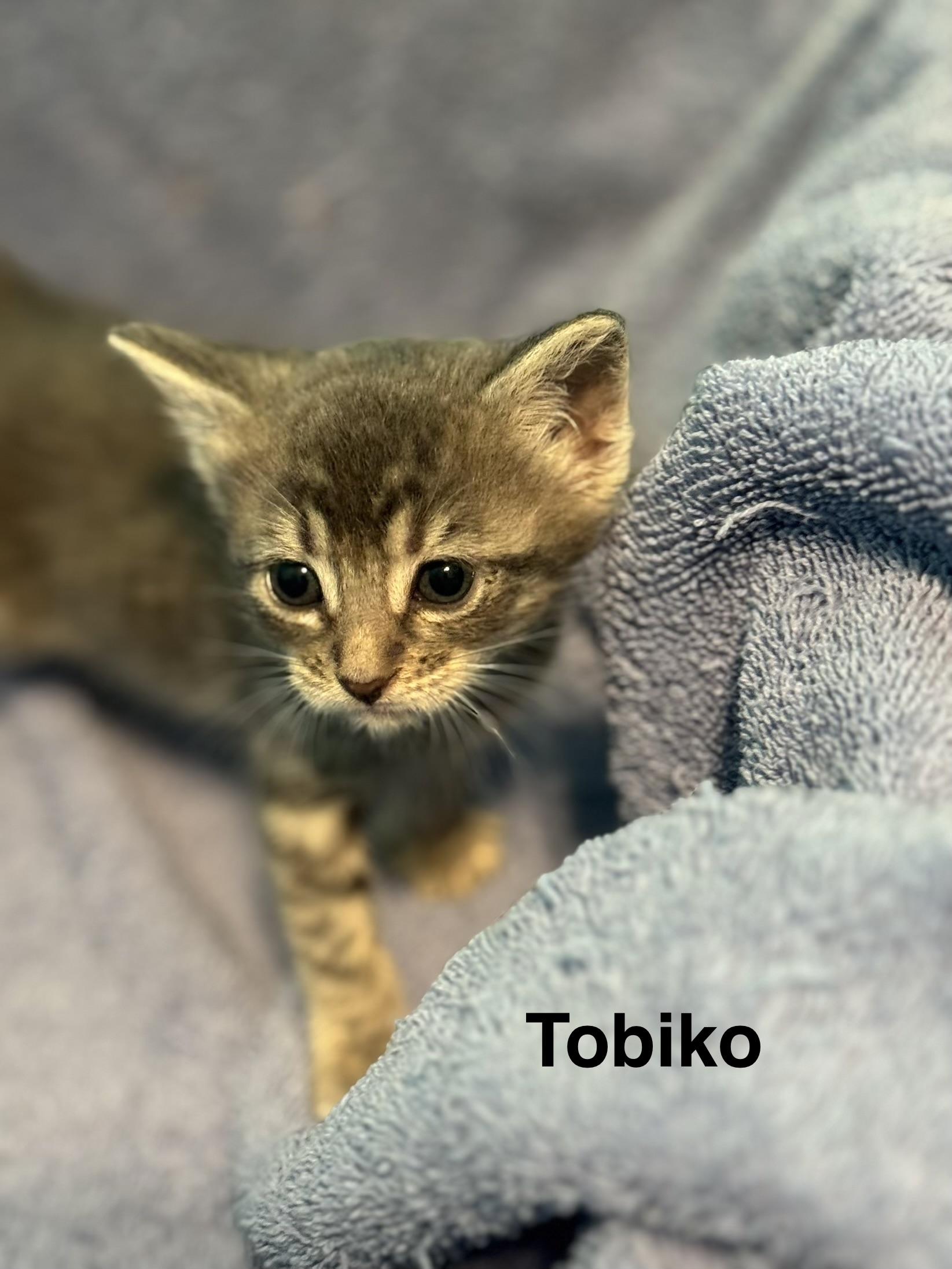 Tobiko, Adoptable, Kitten Female Domestic Short Hair.