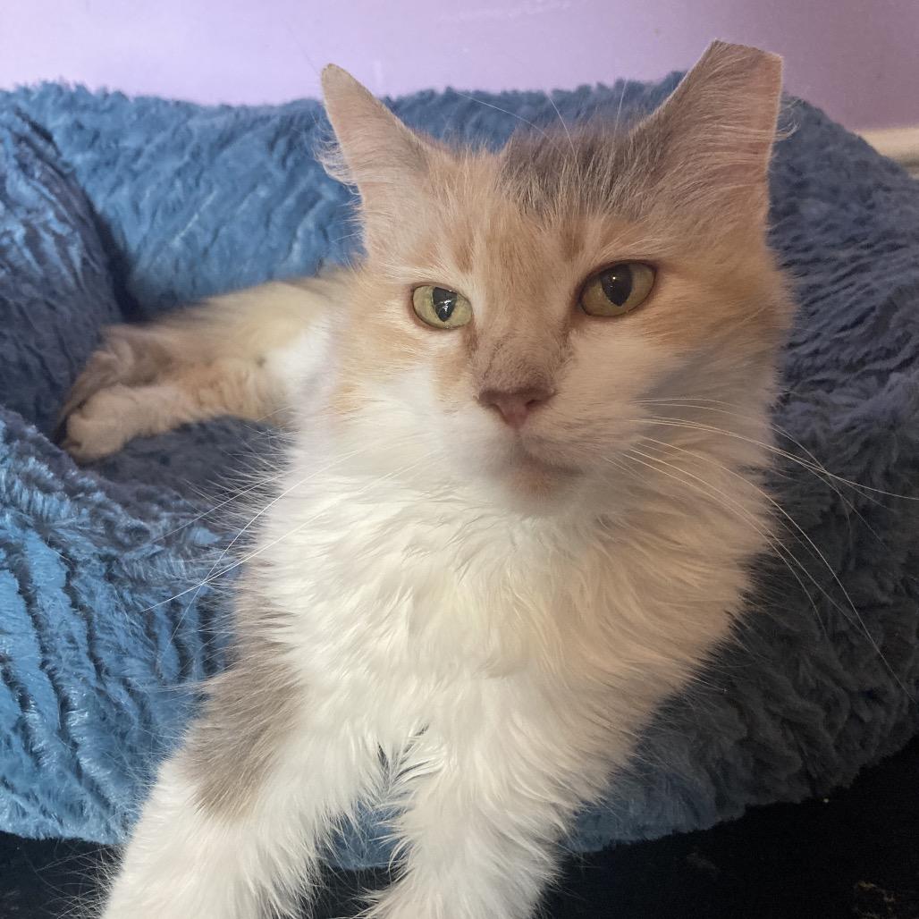 Enlarge Zoey, a Adoptable Domestic Long Hair in Kansas City, MO image 2/3