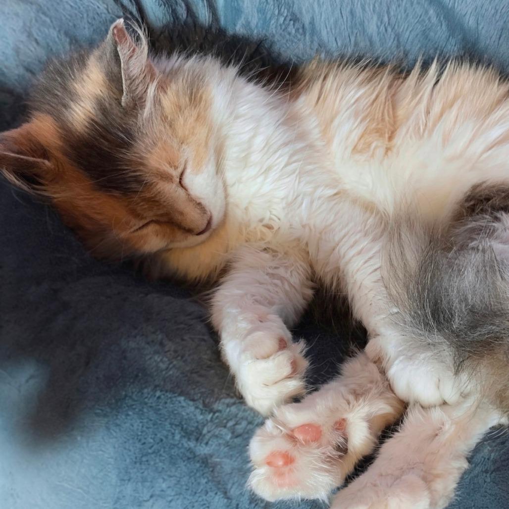 Enlarge Zoey, a Adoptable Domestic Long Hair in Kansas City, MO image 3/3