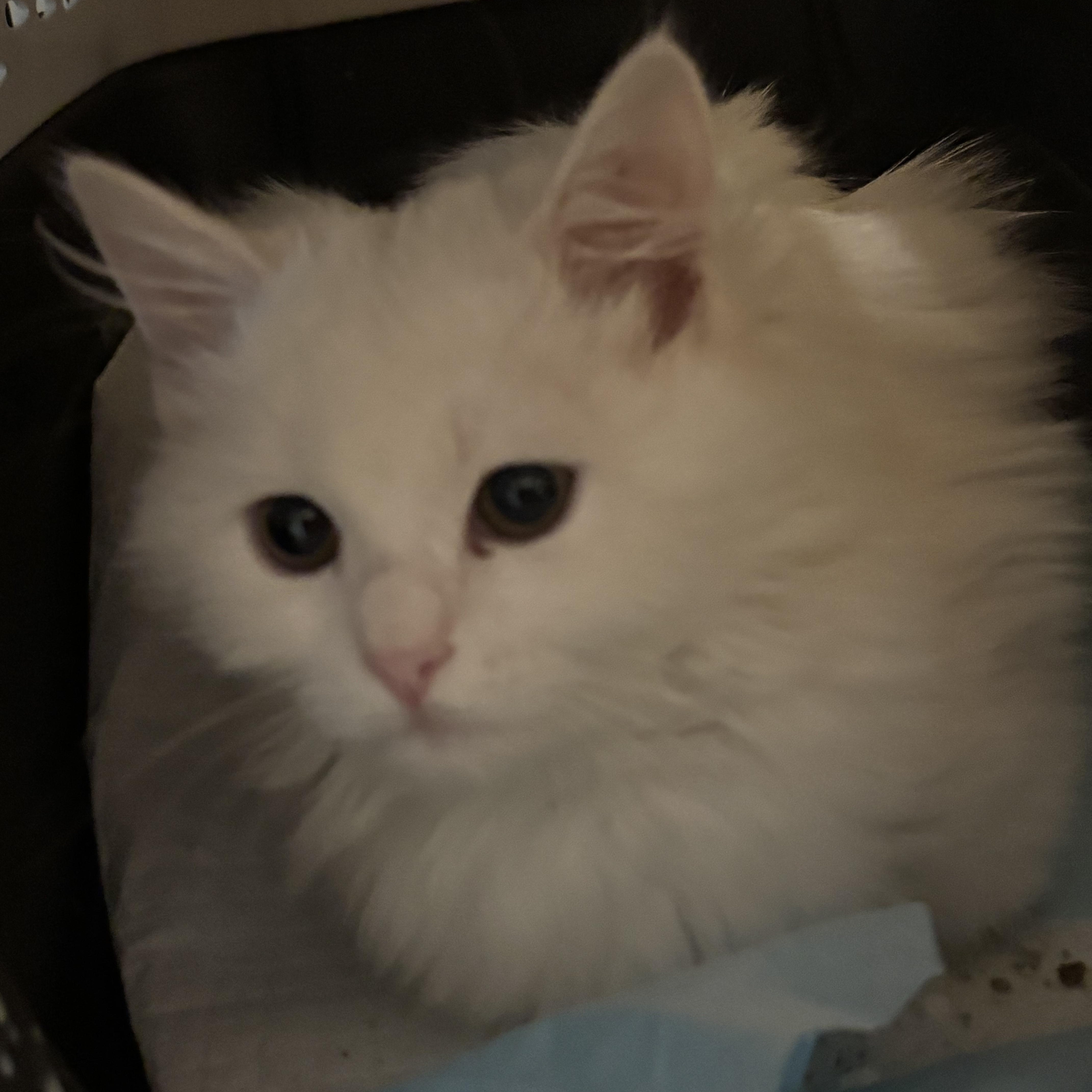 Daysam, Sherry and Zahra, an adoptable Himalayan in Fairfax, VA, 22030 | Photo Image 1