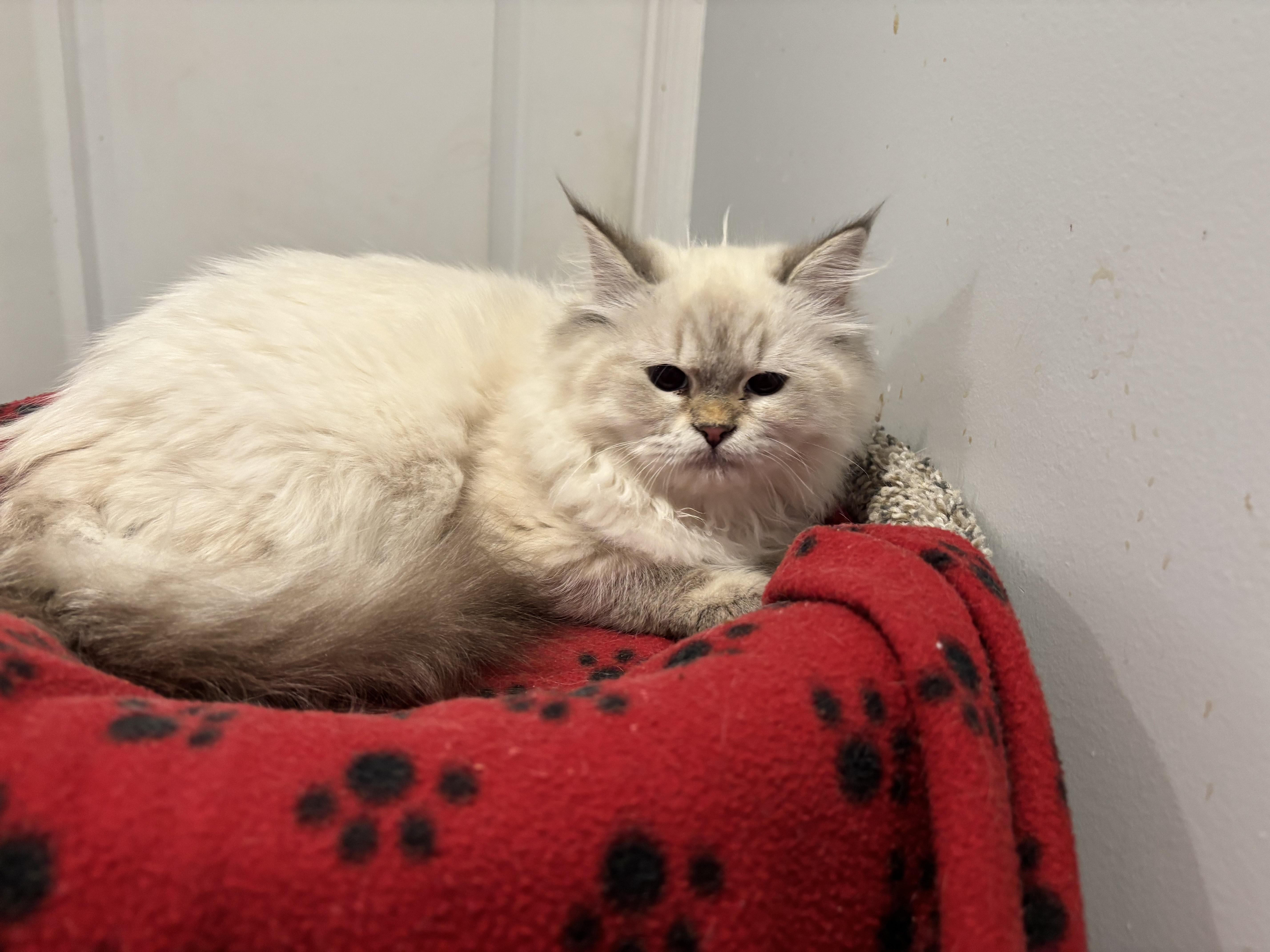 Daysam, Sherry and Zahra, an adoptable Himalayan in Fairfax, VA, 22030 | Photo Image 3