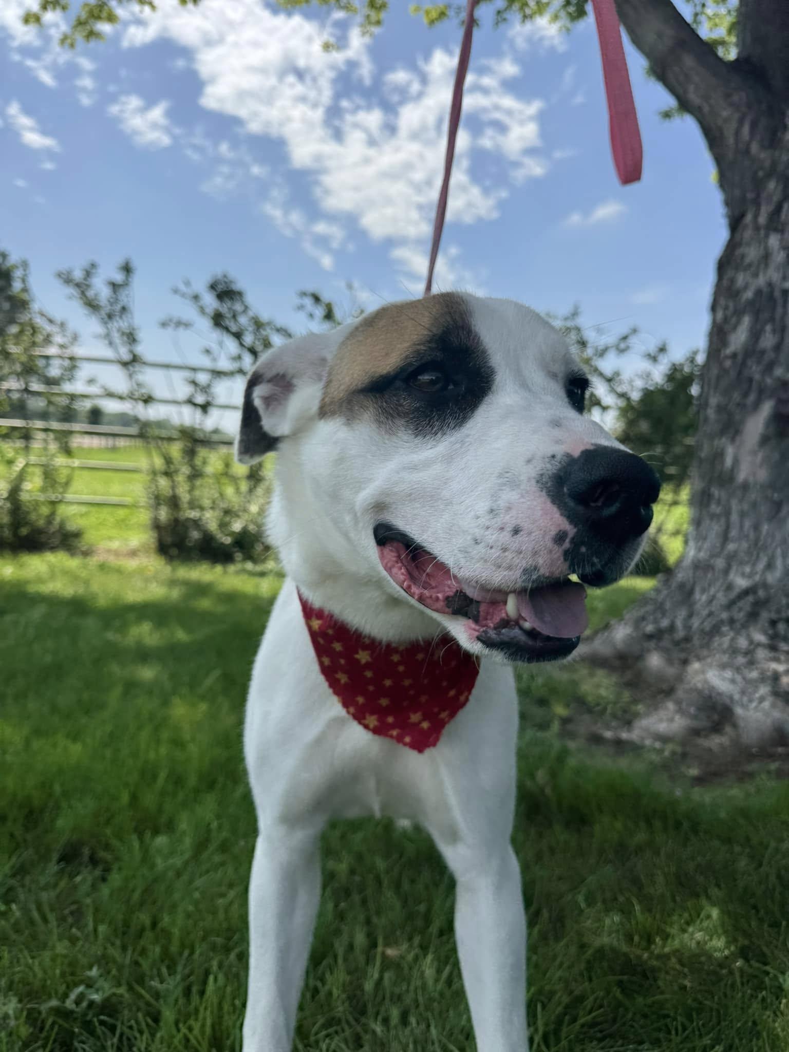 Georgia, an adoptable Saint Bernard in Lexington, NE, 68850 | Photo Image 3