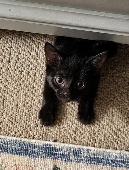 Enlarge Rubble, a Adoptable Domestic Short Hair in Hudson, NH image 1/3