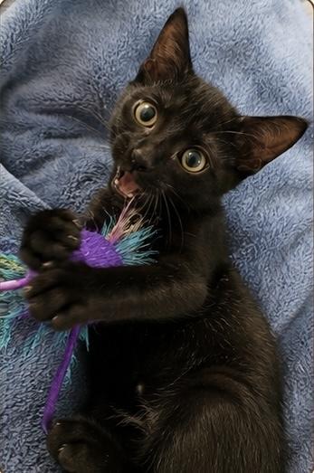 Enlarge Rubble, a Adoptable Domestic Short Hair in Hudson, NH image 2/3