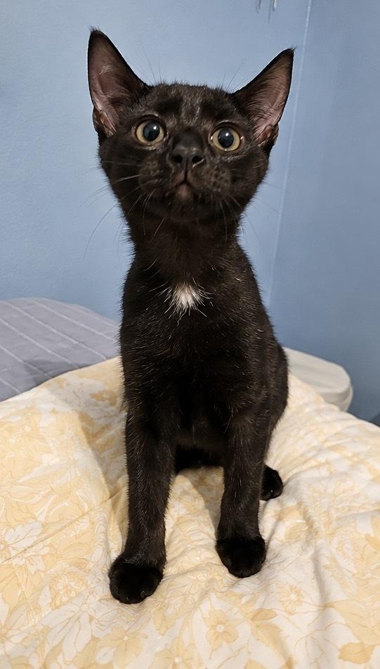 Enlarge Rubble, a Adoptable Domestic Short Hair in Hudson, NH image 3/3