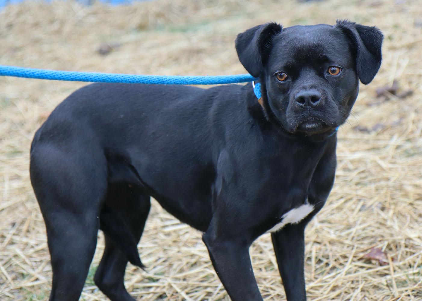 Fiona (AO35930), a ADOPTABLE mixed breed in Kansas City, KS image 2/5
