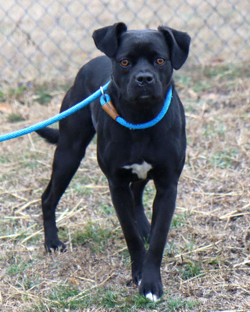 Fiona (AO35930), a ADOPTABLE mixed breed in Kansas City, KS image 4/5