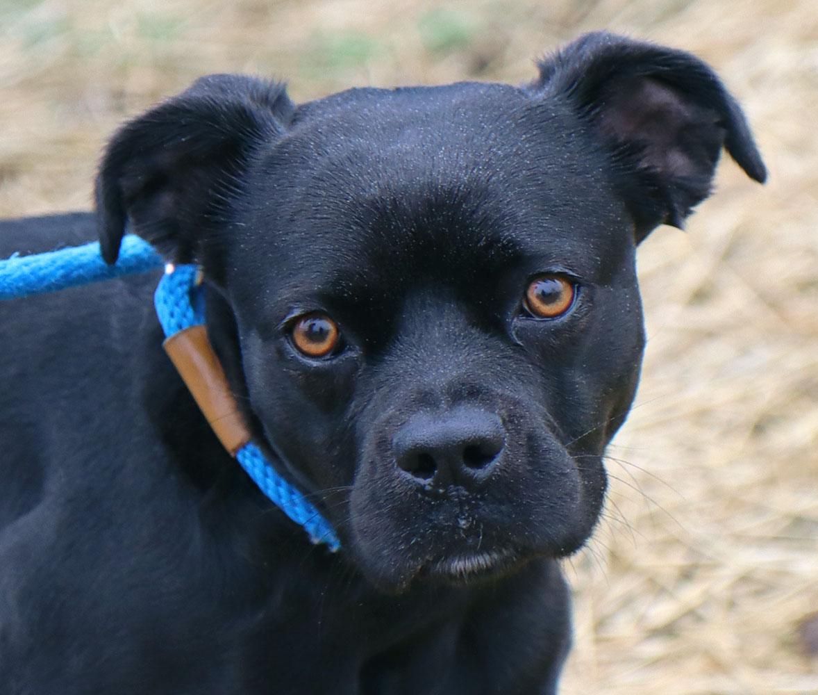 Fiona (AO35930), a ADOPTABLE mixed breed in Kansas City, KS image 1/5