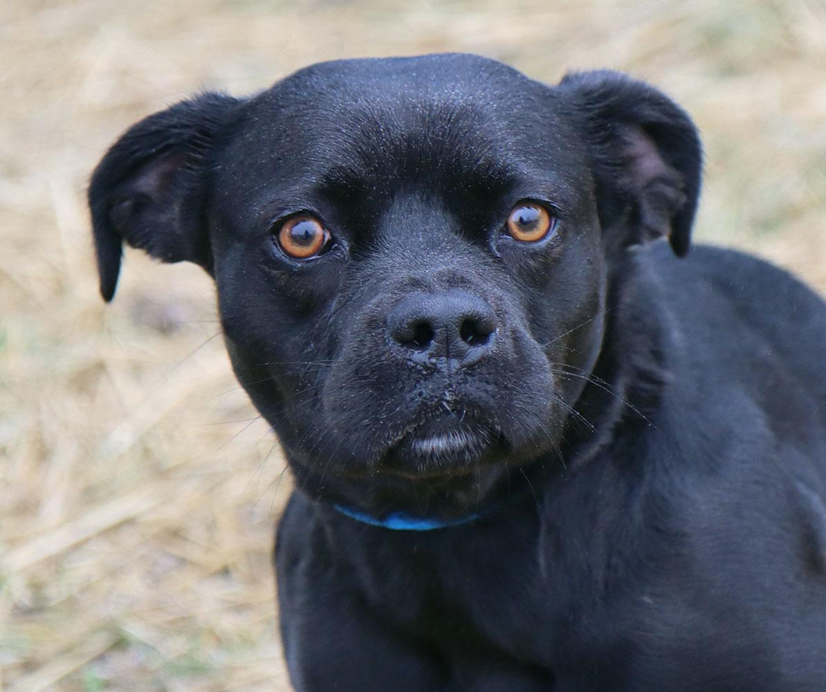 Fiona (AO35930), a ADOPTABLE mixed breed in Kansas City, KS image 3/5
