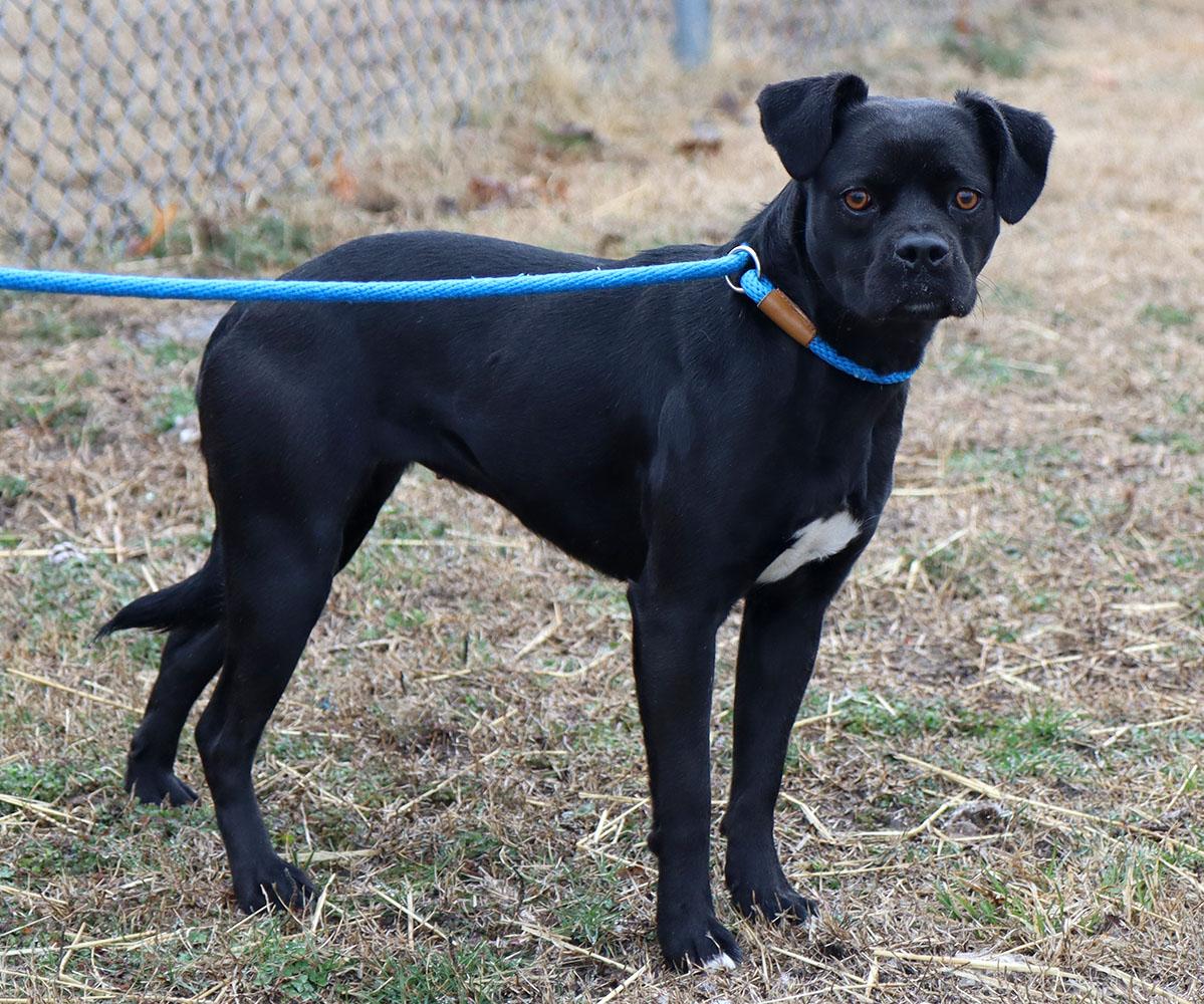 Fiona (AO35930), a ADOPTABLE mixed breed in Kansas City, KS image 5/5