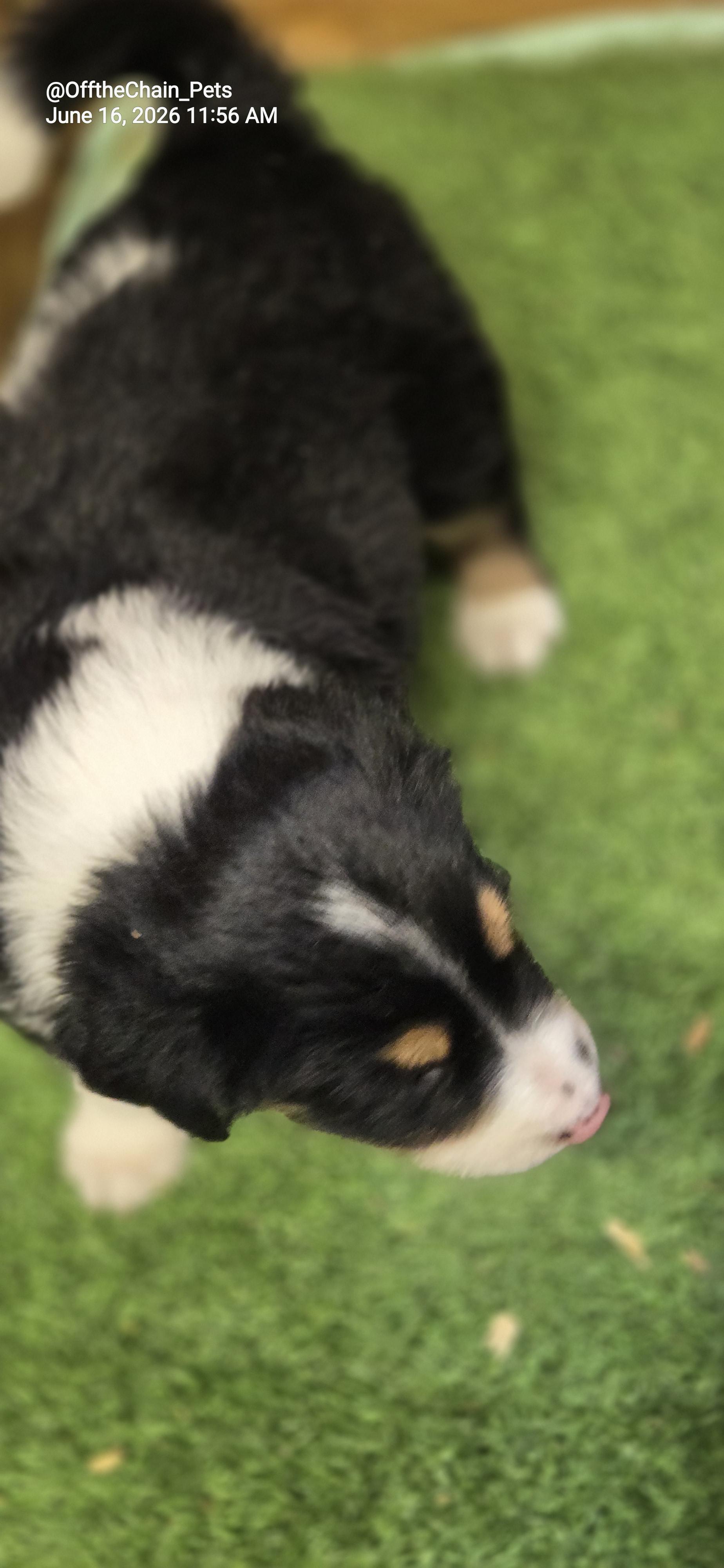 Felix, a Adopted mixed breed in Toney, AL image 1/3