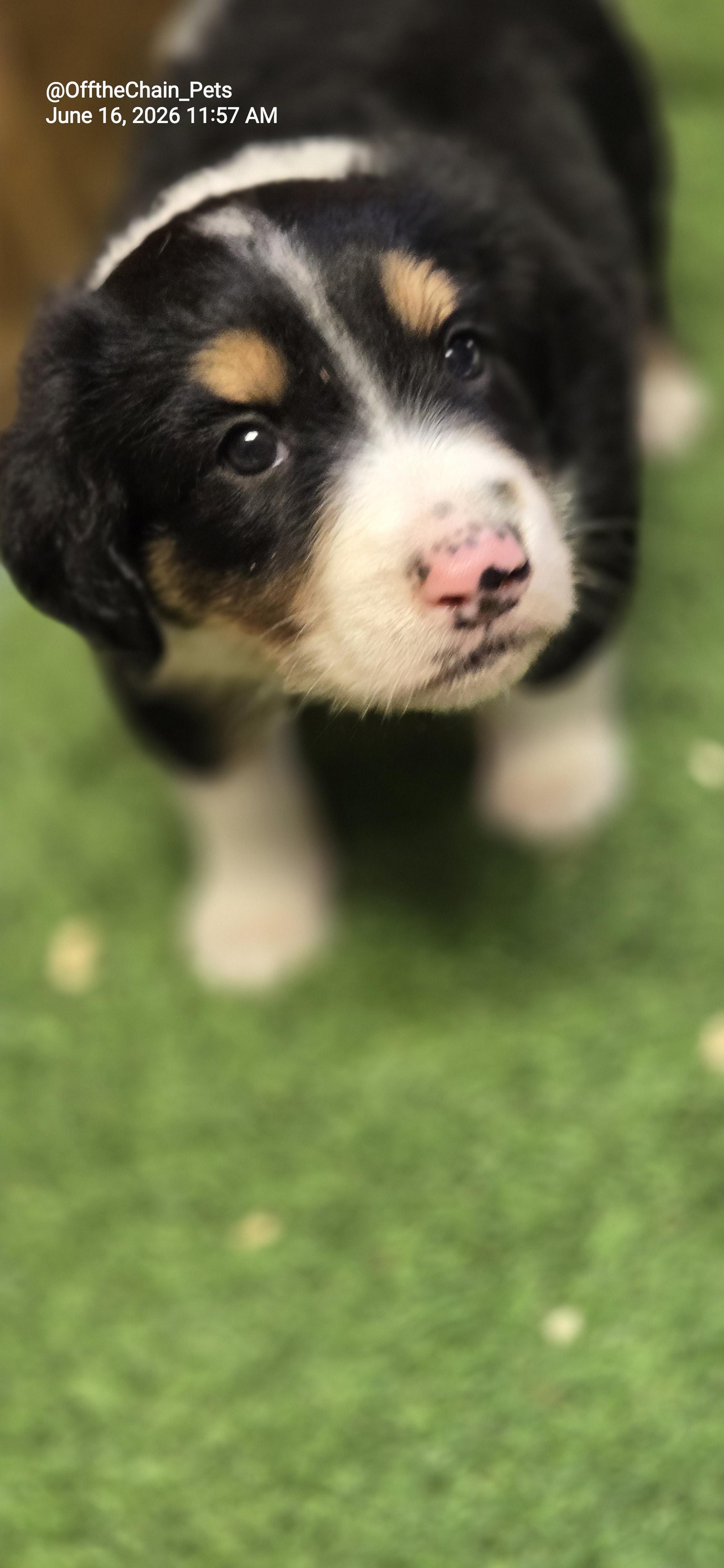 Felix, a Adopted mixed breed in Toney, AL image 2/3