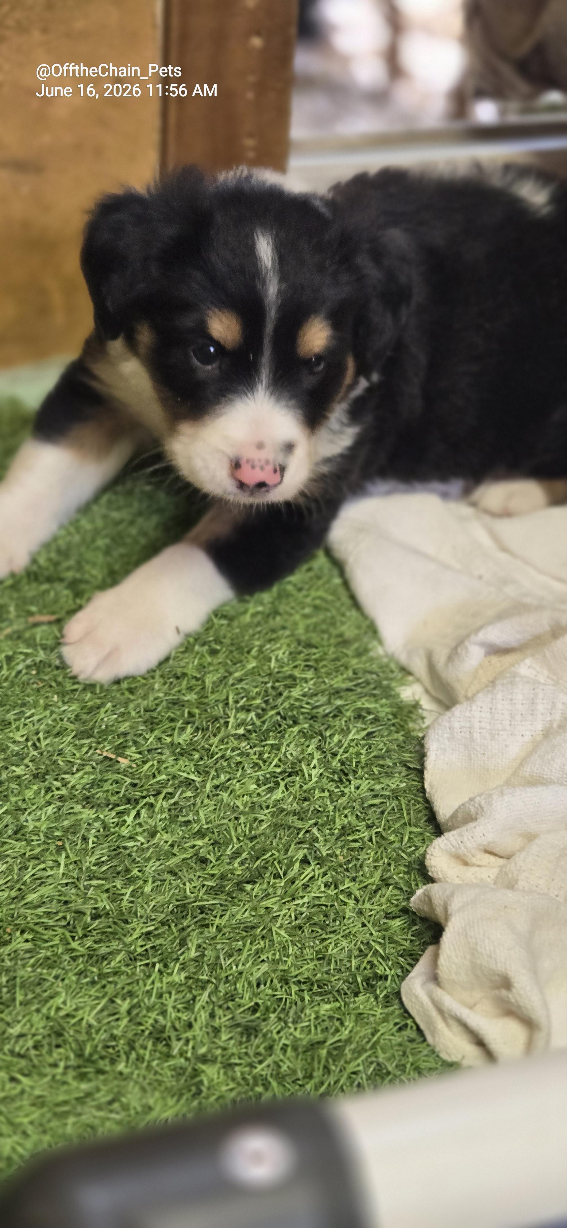 Felix, a Adopted mixed breed in Toney, AL image 3/3