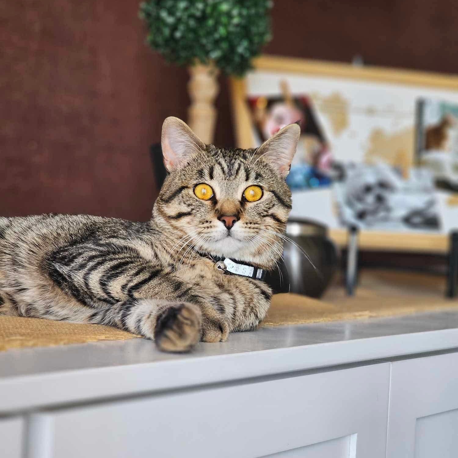 Buttons, an adoptable Tabby, Domestic Short Hair in Tulsa, OK, 74135 | Photo Image 4