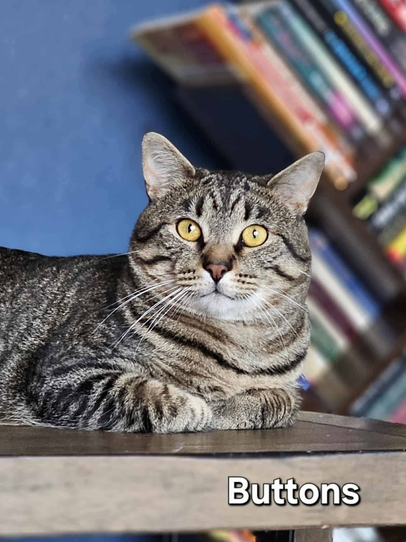 Buttons, an adoptable Tabby, Domestic Short Hair in Tulsa, OK, 74135 | Photo Image 3