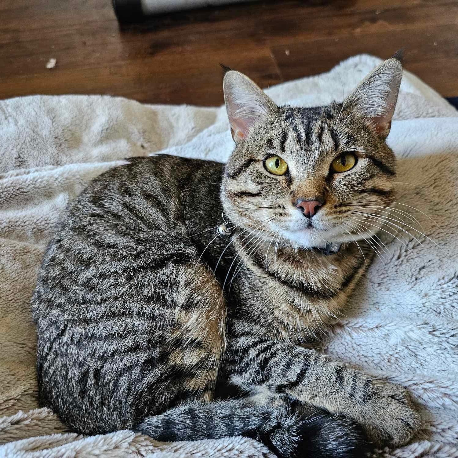 Buttons, an adoptable Tabby, Domestic Short Hair in Tulsa, OK, 74135 | Photo Image 2