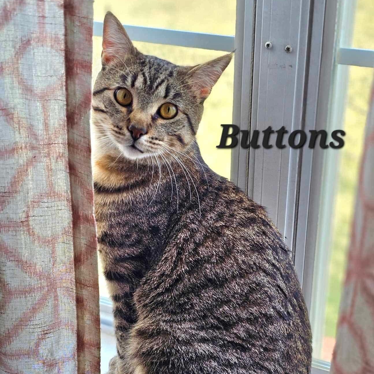 Buttons