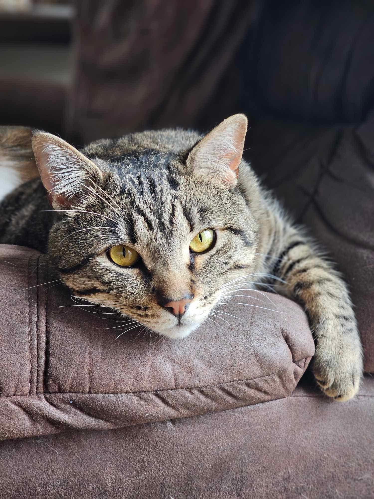 Buttons, Adult Male unknown