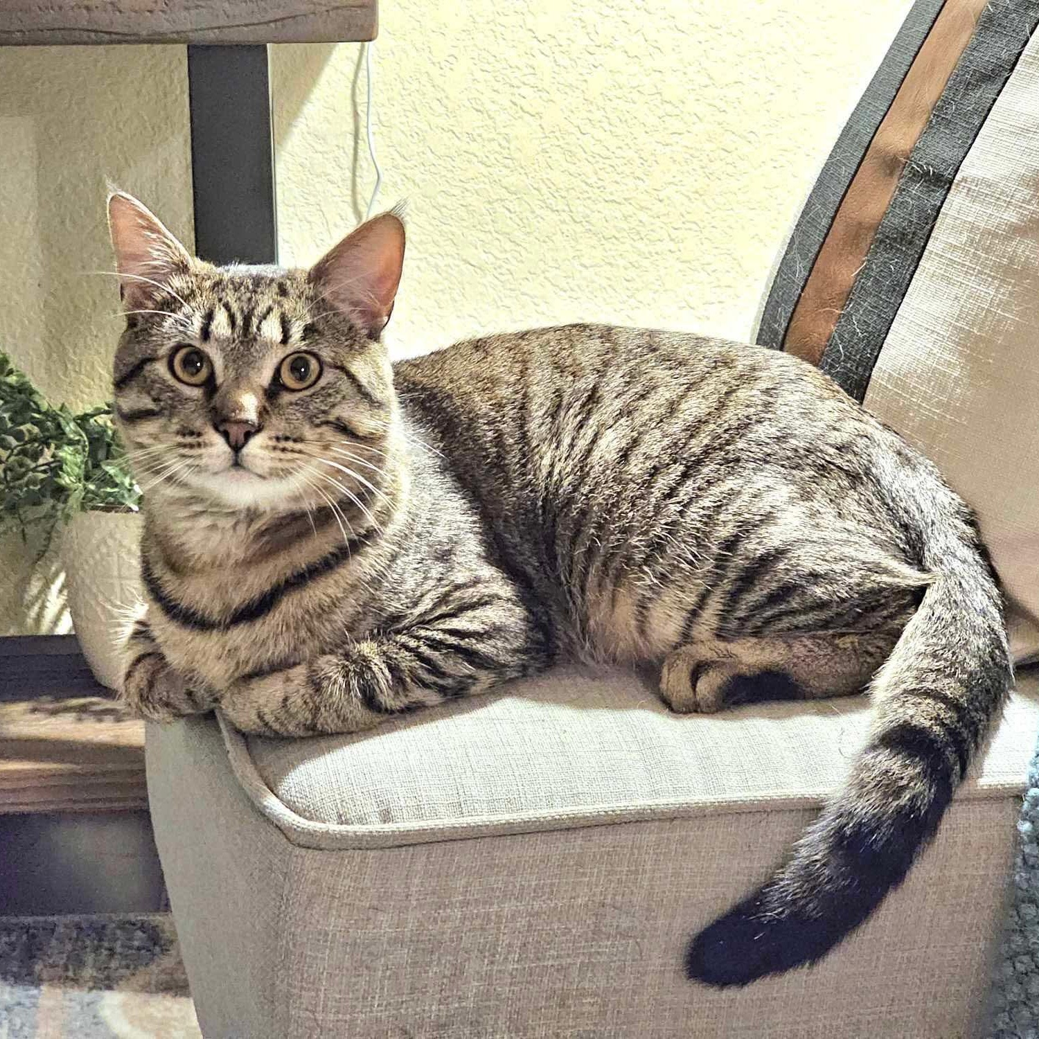 Buttons, an adoptable Tabby, Domestic Short Hair in Tulsa, OK, 74135 | Photo Image 6